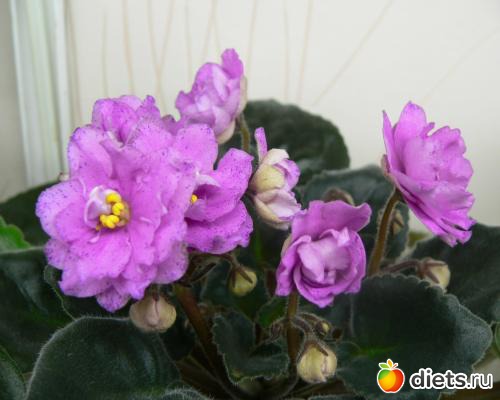 мои любимые фиалки