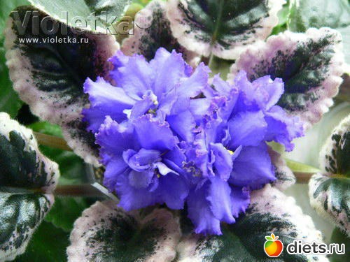 ЕК- Подарок для любимого