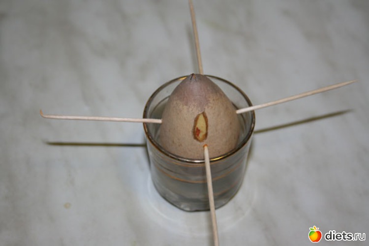 1 фото: Авокадо