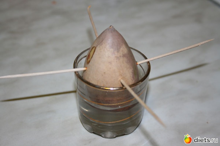 2 фото: Авокадо