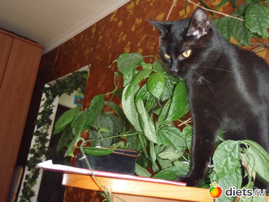 74 фото: Вкусная еда