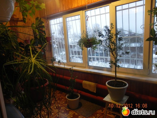 7 фото: Мои цветы