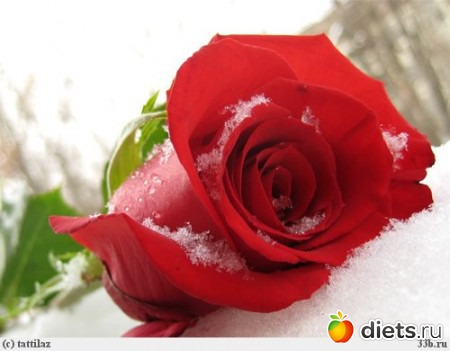 розы в снегу