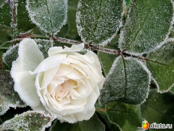 15 фото: розы в снегу