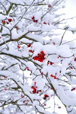 17 декабря. До Нового года осталось 15 дней.