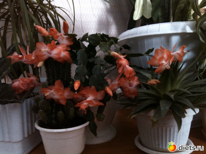 10 ����: ��� ��������