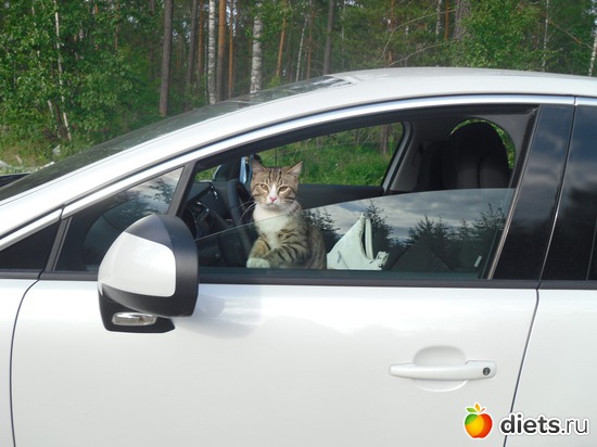 2 ����: �����������