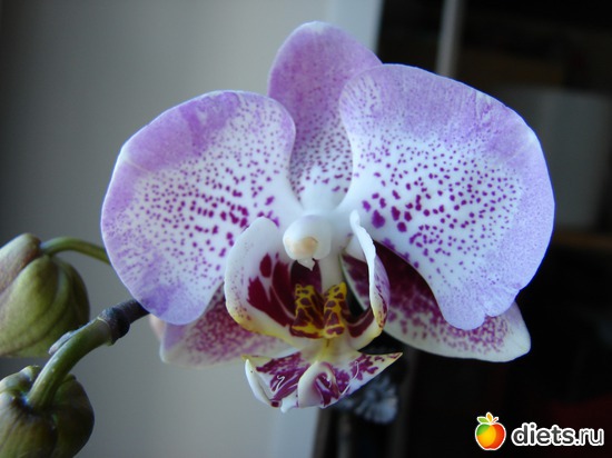 Phalenopsis Luxembourg 2010.     , : 