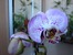 Phalenopsis Luxembourg 2010.  