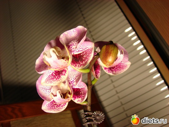 Phalenopsis Luxembourg 2010.   , : 