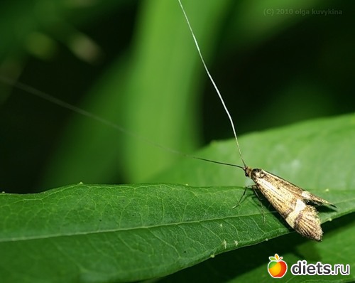 Моль Длинноуска (Nemophora_degeerella). Фото Ольга Кувыкина. Обратите внимание: усы в кадр не поместились!