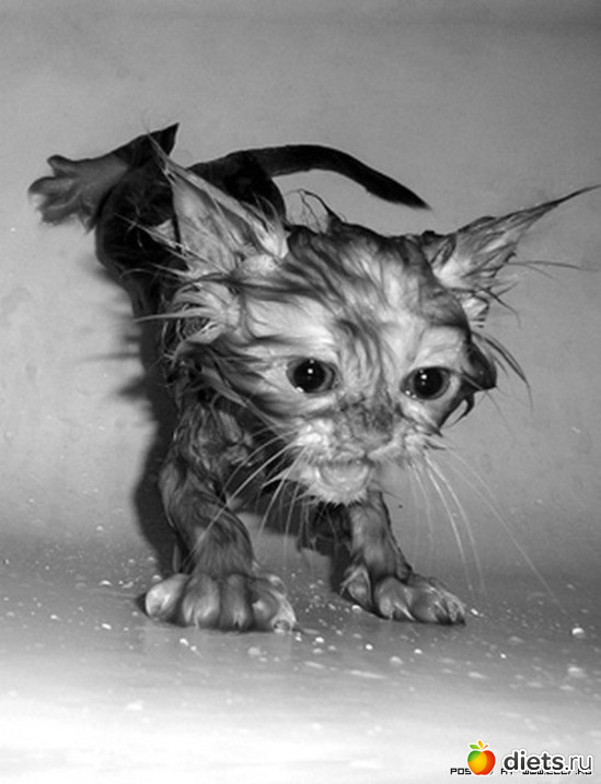 20 фото: Смешные кошки