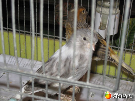4 фото: Мои канареечки