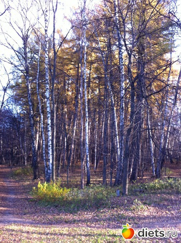 22 ����: ���������