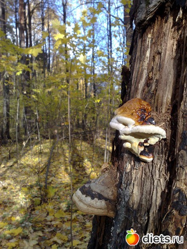 24 ����: ���������