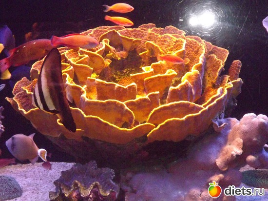 7 ����: ���� ���� ��� ���������...