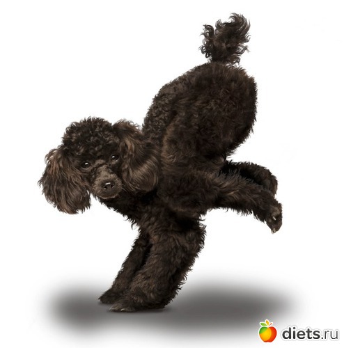 12 ����: ������