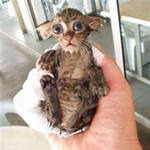 ������ ����