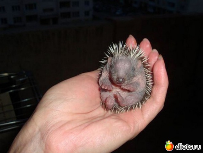 3 ����: ������ ����