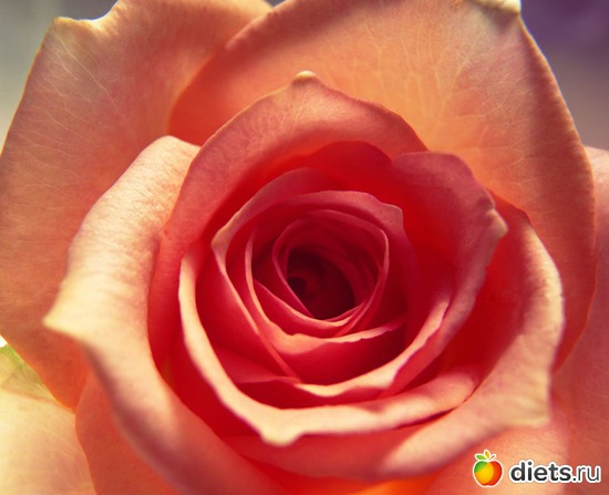 4 фото: красивые цветы