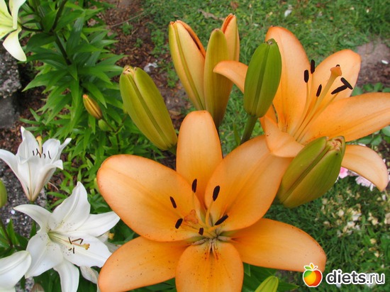 14 ����: �������� �����