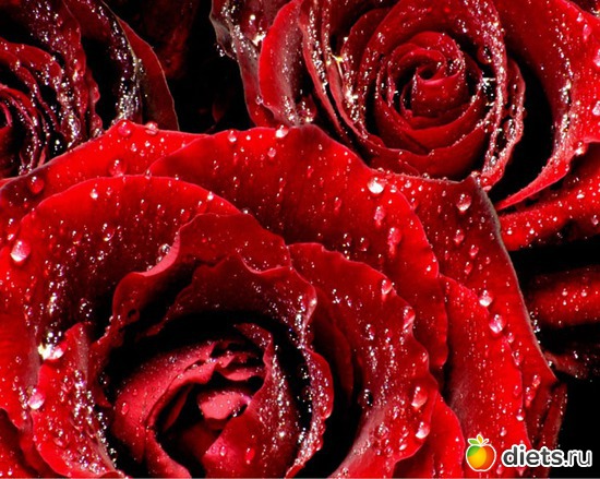 8 фото: красивые цветы