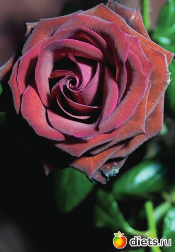 9 фото: красивые цветы