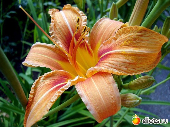 17 ����: �������� �����