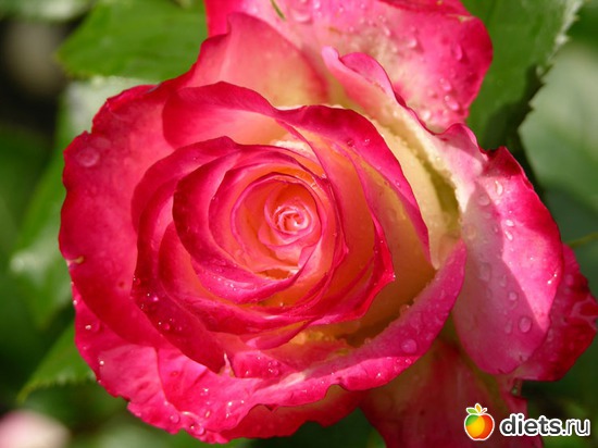 10 фото: красивые цветы