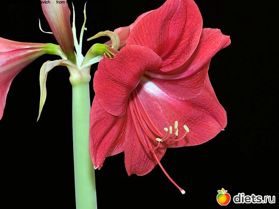 18 фото: красивые цветы