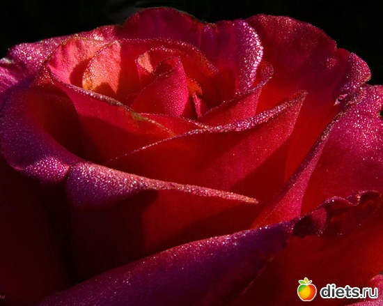 11 фото: красивые цветы