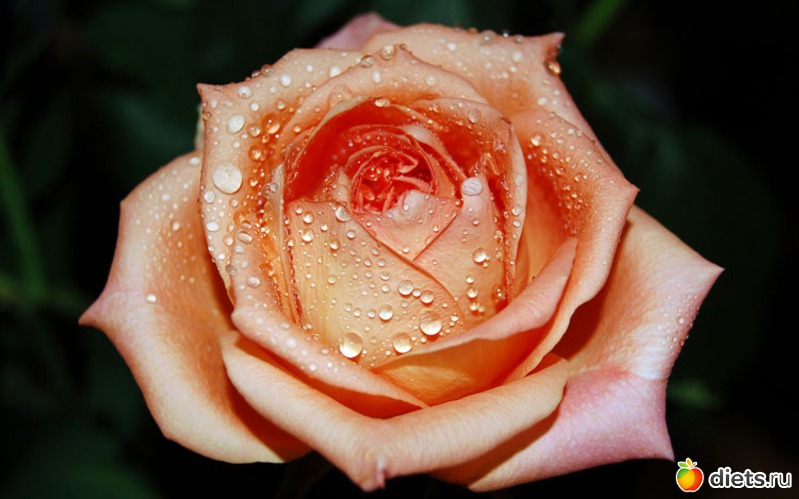 12 фото: красивые цветы