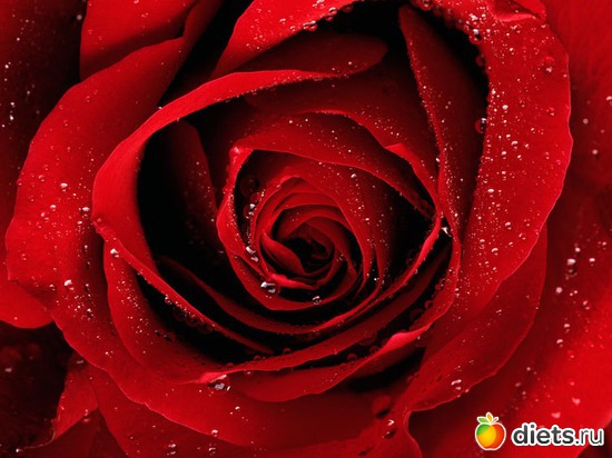 13 фото: красивые цветы