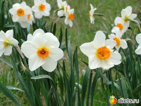 22 фото: красивые цветы