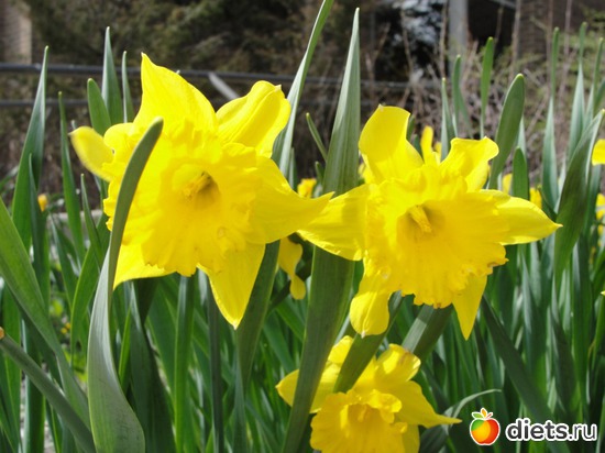 23 фото: красивые цветы