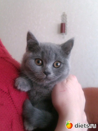 ��� ��������, ������: 1