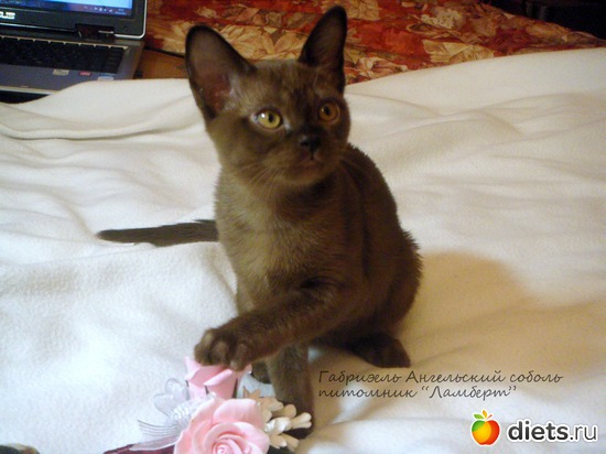 Габриэль, альбом: Моя любимица