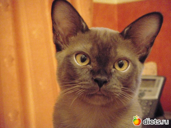 6 фото: Моя любимица