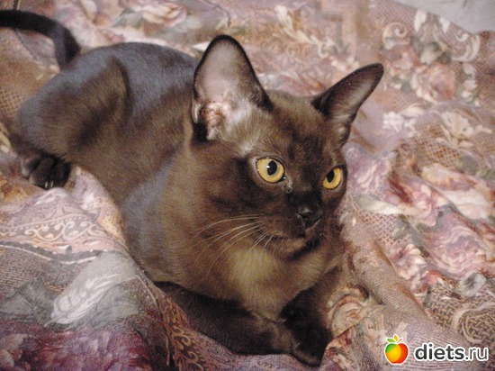 Исполнилось 4 месяца, альбом: Моя любимица