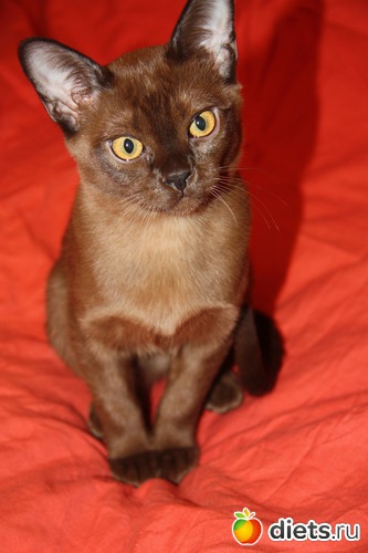 Модель, альбом: Моя любимица