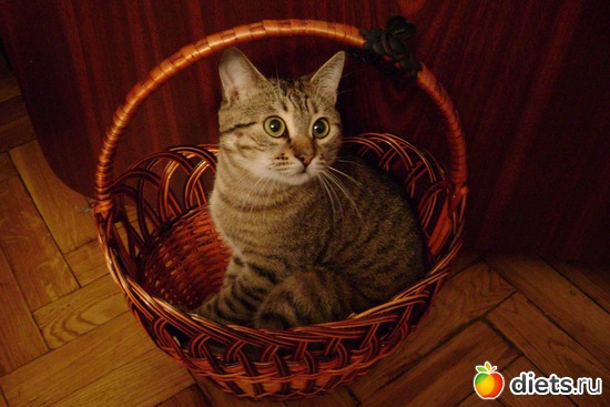 Тигра!, альбом: Мой котик!