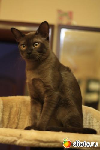 Габи, альбом: Моя любимица