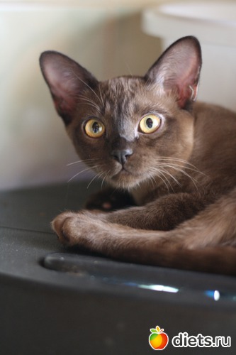 Габи, альбом: Моя любимица