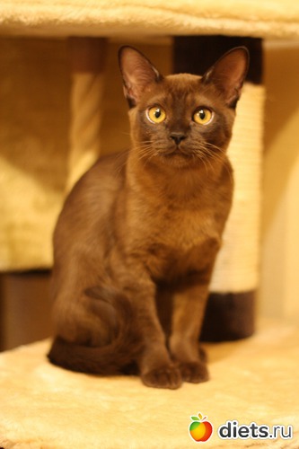 Габи, альбом: Моя любимица