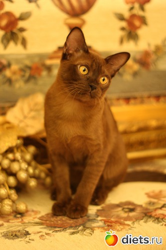 17 фото: Моя любимица