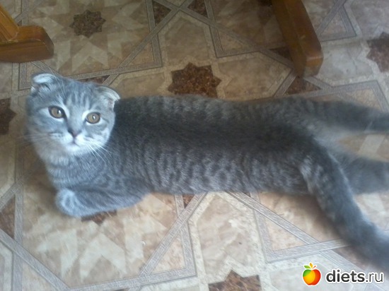 Любимая поза, еще и передние лапки вытягивает, альбом: Зверье мое