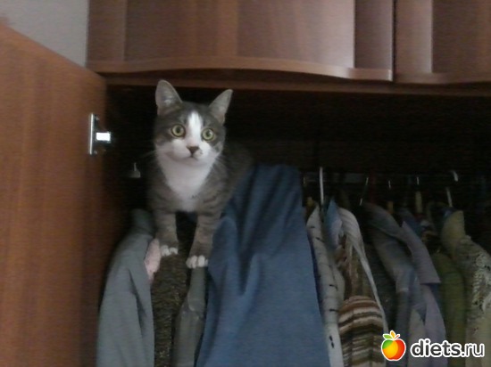 Хулиганит, альбом: Зверье мое