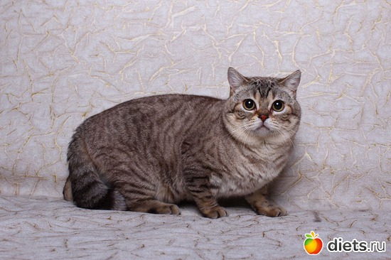 ���������� ��� - ����� - ����� ������., ������: ������� ��������, ����� ��������� ���������� �����