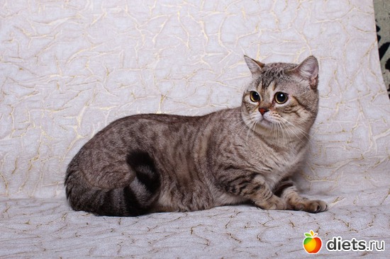 3 ����: ������� ��������, ����� ��������� ���������� �����