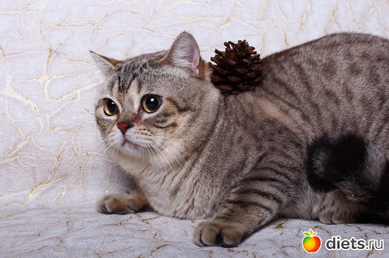 ���������� ��� - ����� - ����� ������., ������: ������� ��������, ����� ��������� ���������� �����